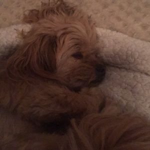 Meet your Posher, Vira